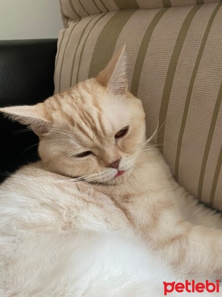 British Shorthair, Kedi  Köfte fotoğrafı