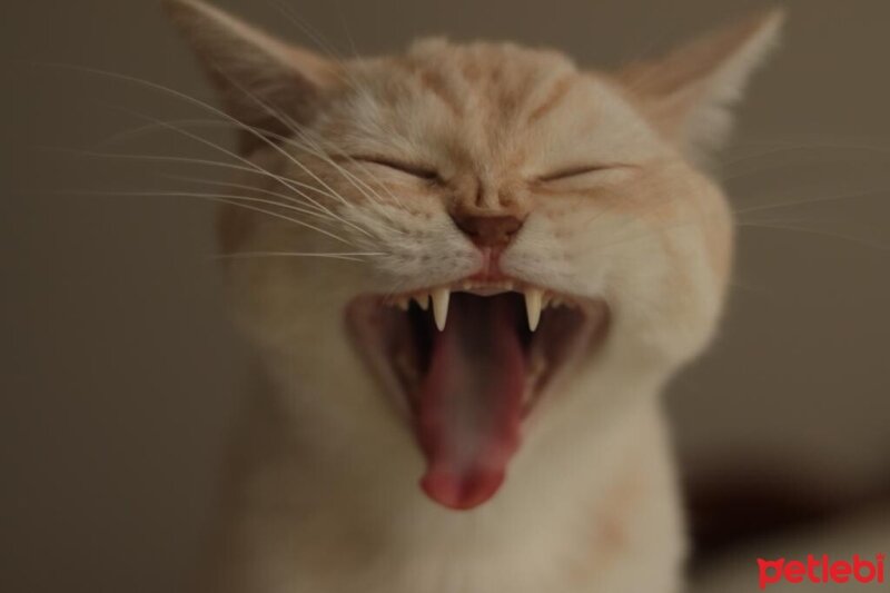 British Shorthair, Kedi  Köfte fotoğrafı