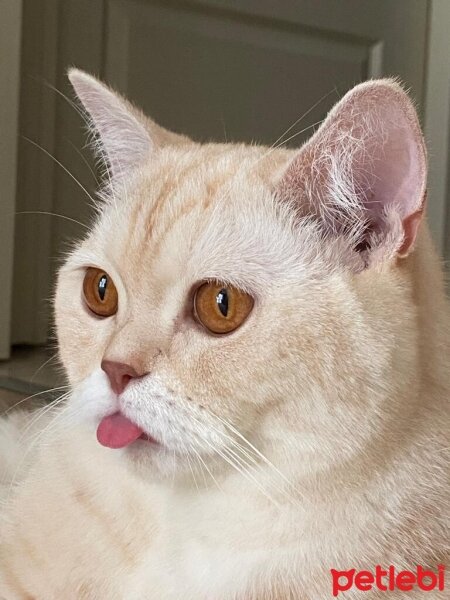 British Shorthair, Kedi  Köfte fotoğrafı