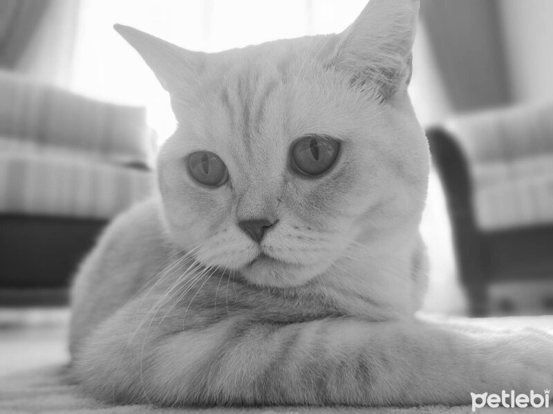 British Shorthair, Kedi  Köfte fotoğrafı