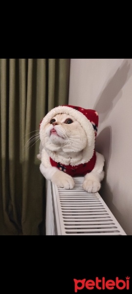 British Shorthair, Kedi  Köfte fotoğrafı