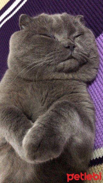 Scottish Fold, Kedi  Duman fotoğrafı