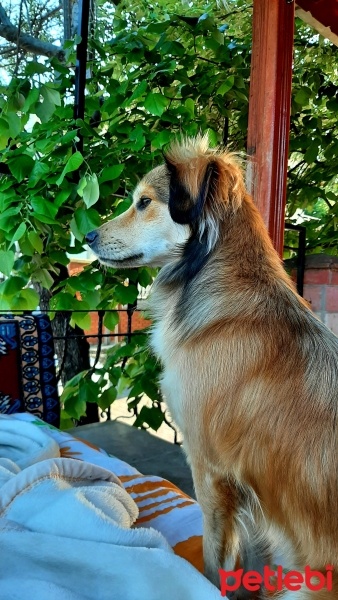 Russian Spaniel, Köpek  Zeytin fotoğrafı