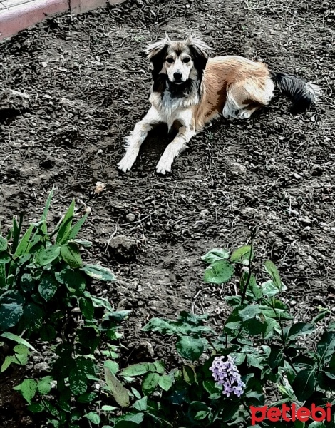 Russian Spaniel, Köpek  Zeytin fotoğrafı