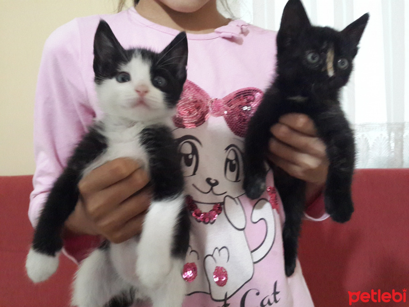 Chartreux, Kedi  minnak fotoğrafı