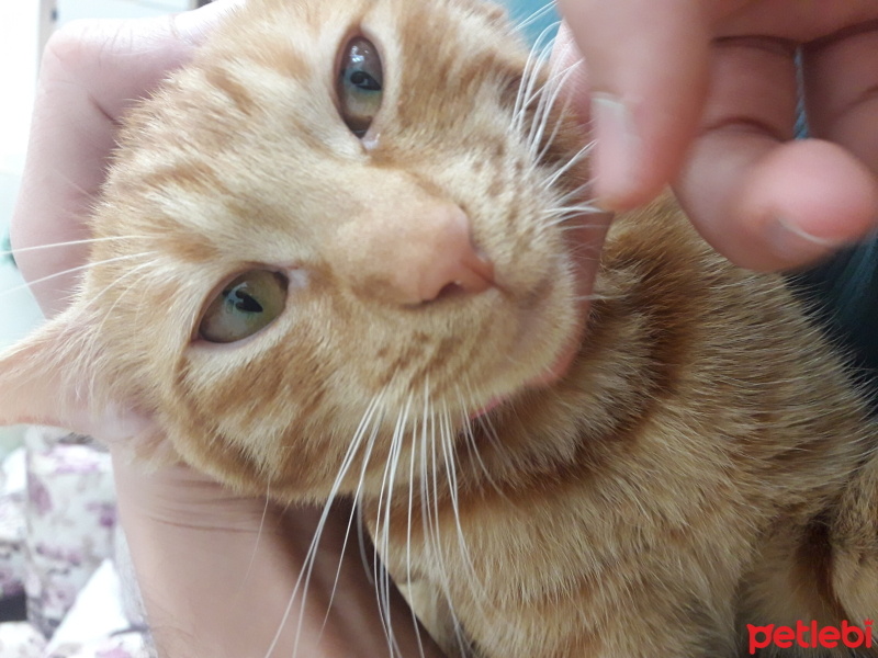 Tekir Kedi, Kedi  Güneş fotoğrafı