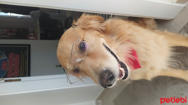 Golden Retriever, Köpek  Teo fotoğrafı