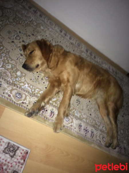 Golden Retriever, Köpek  Bilinmiyor  fotoğrafı