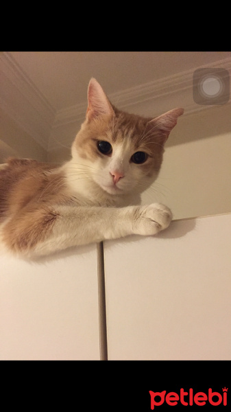 Tekir Kedi, Kedi  Fıstık fotoğrafı