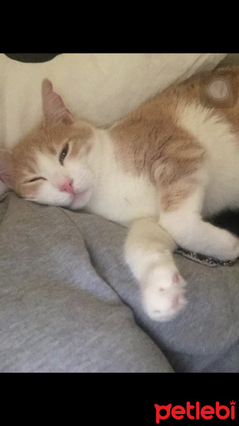 Tekir Kedi, Kedi  Fıstık fotoğrafı