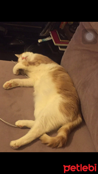 Tekir Kedi, Kedi  Fıstık fotoğrafı
