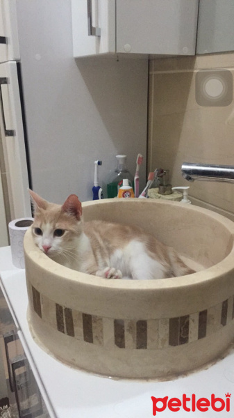 Tekir Kedi, Kedi  Fıstık fotoğrafı