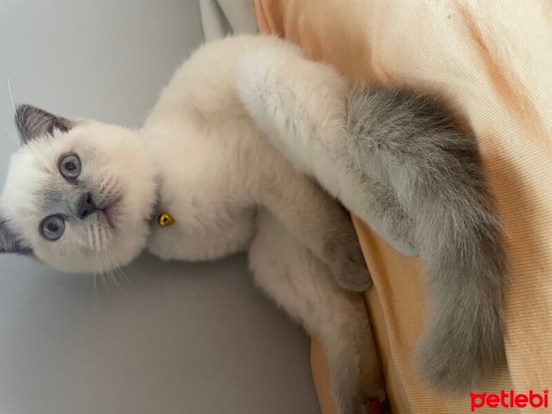 Scottish Fold, Kedi  Casper fotoğrafı