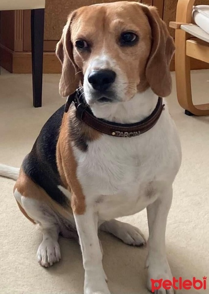 Beagle, Köpek  TARÇIN fotoğrafı
