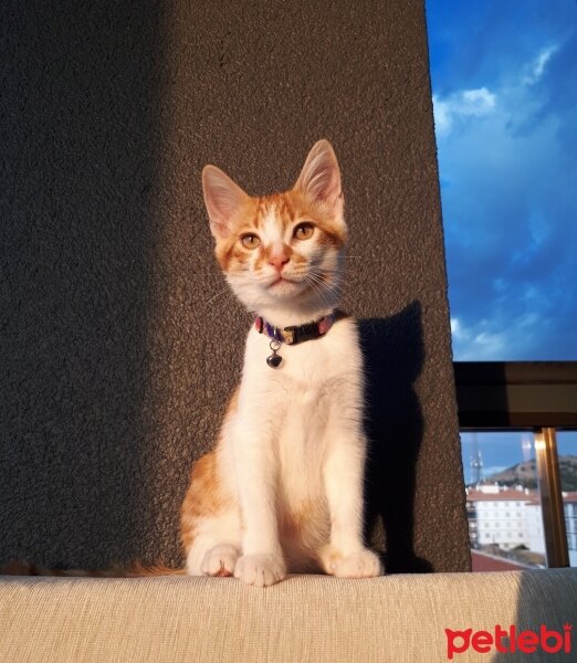 Sarman, Kedi  PETİBÖR fotoğrafı