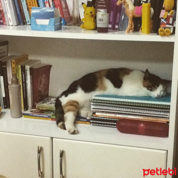 Brazilian Shorthair, Kedi  Gıdış fotoğrafı
