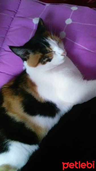 Brazilian Shorthair, Kedi  Gıdış fotoğrafı