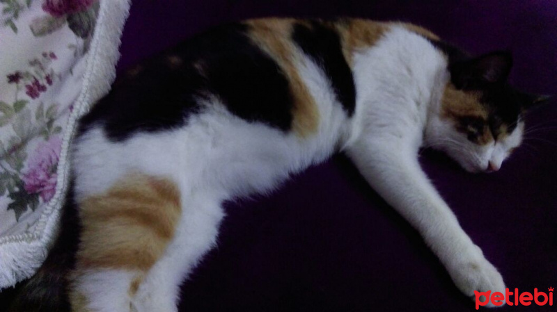 Brazilian Shorthair, Kedi  Gıdış fotoğrafı