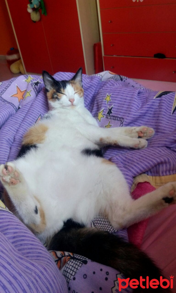 Brazilian Shorthair, Kedi  Gıdış fotoğrafı