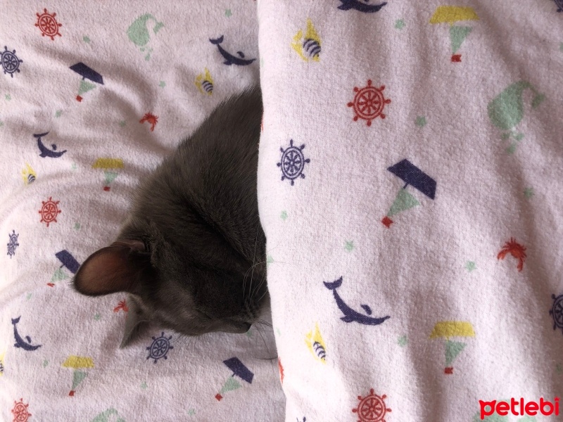 British Shorthair, Kedi  Gölge fotoğrafı