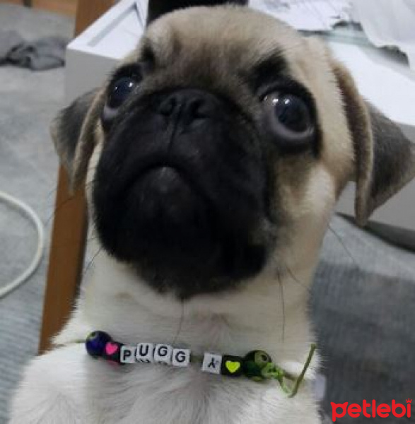 Pug, Köpek  PUGGY fotoğrafı