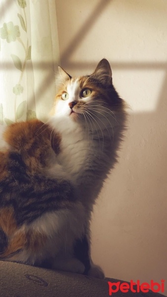 Tekir Kedi, Kedi  Hera fotoğrafı