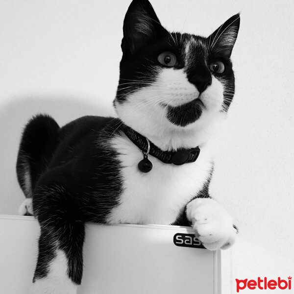 Tuxedo (Smokin) Kedi, Kedi  Sylvester Paşa fotoğrafı