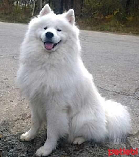 Samoyed, Köpek  Rex fotoğrafı