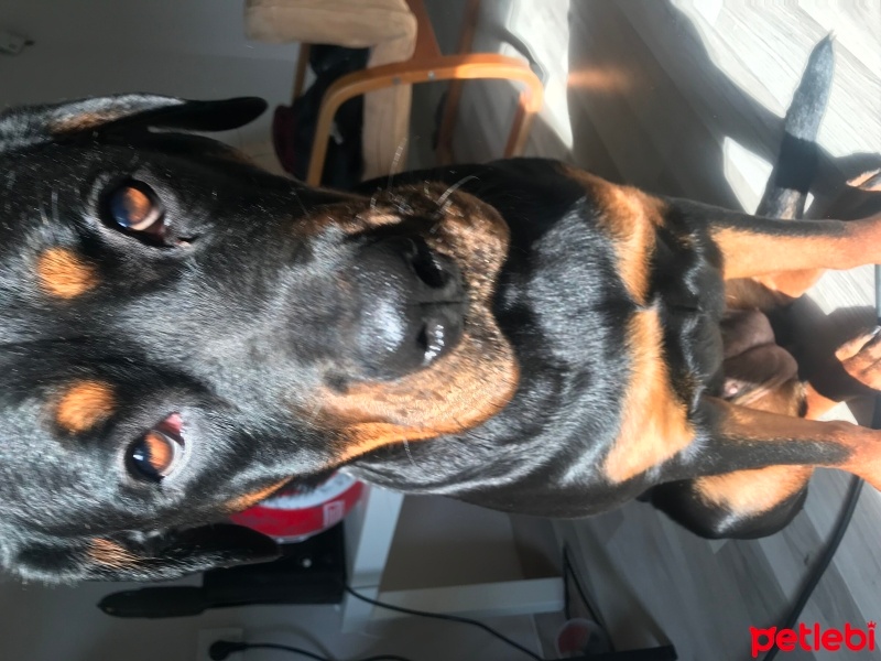 Rottweiler, Köpek  Appa fotoğrafı
