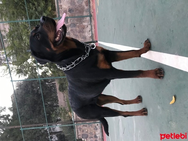 Rottweiler, Köpek  Appa fotoğrafı