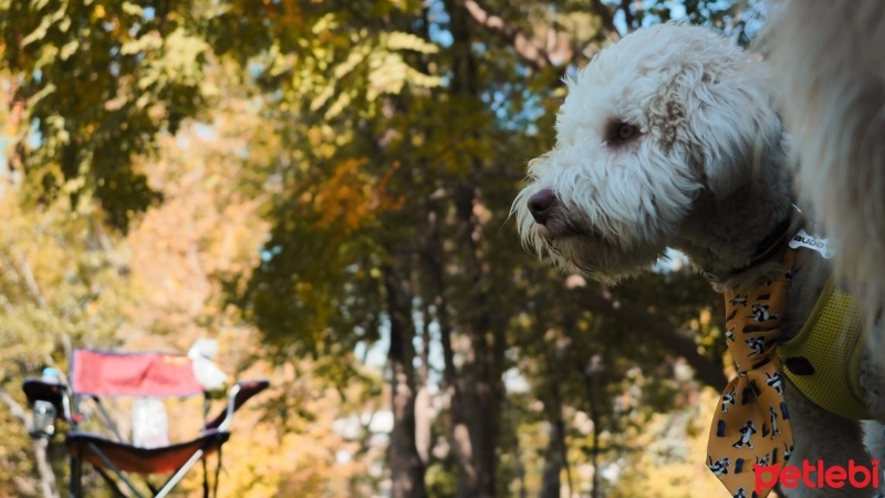 Poodle(Standart Kaniş), Köpek  buddy fotoğrafı