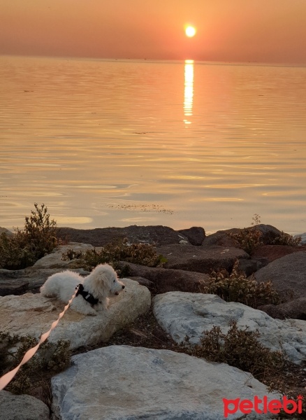 Maltese, Köpek  EGE fotoğrafı