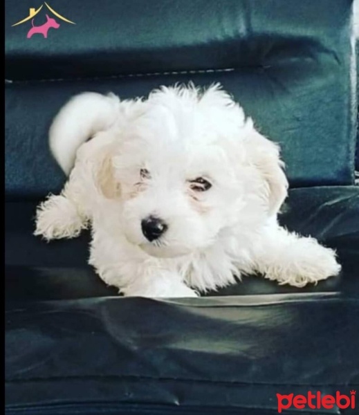 Maltese, Köpek  EGE fotoğrafı