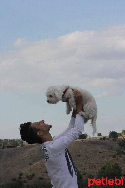 Maltese, Köpek  Lucky fotoğrafı