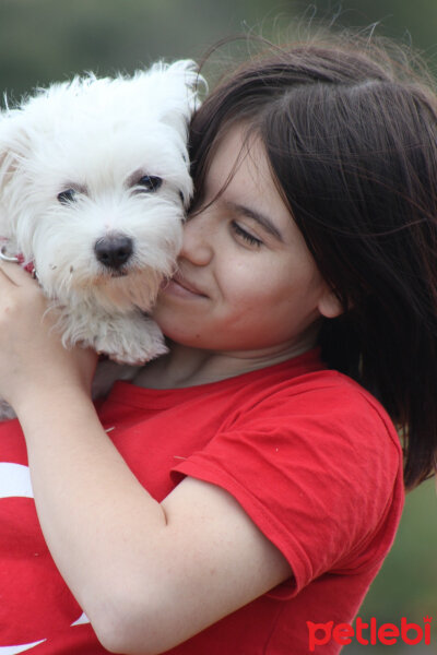 Maltese, Köpek  Lucky fotoğrafı