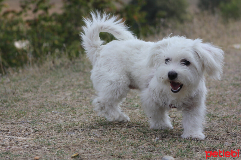 Maltese, Köpek  Lucky fotoğrafı