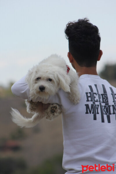 Maltese, Köpek  Lucky fotoğrafı