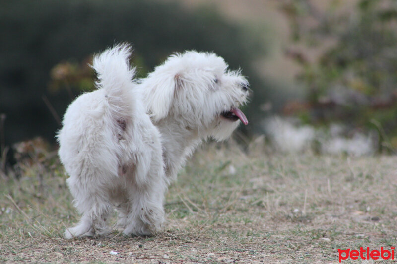 Maltese, Köpek  Lucky fotoğrafı