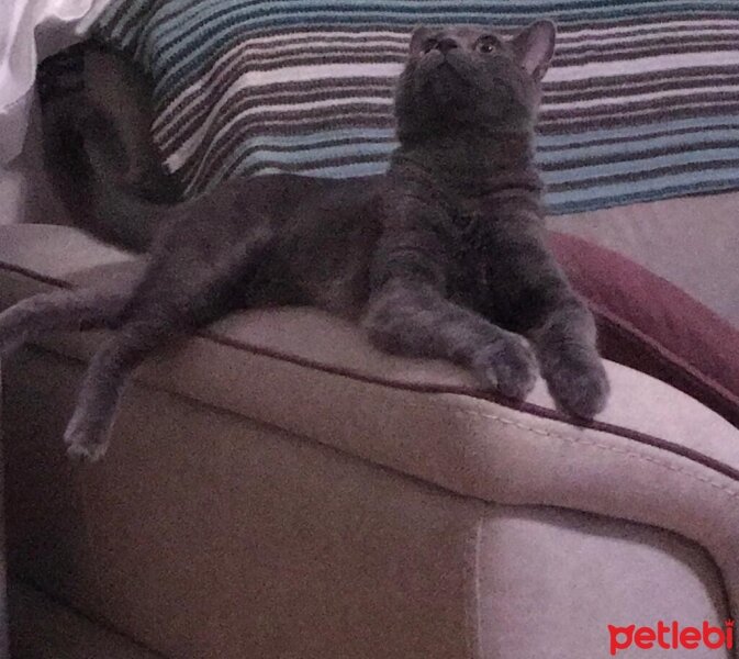 Scottish Fold, Kedi  duman fotoğrafı