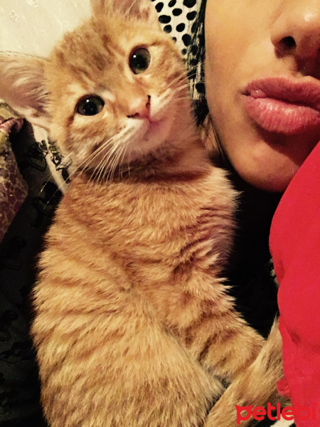 European Shorthair, Kedi  Şımarık fotoğrafı