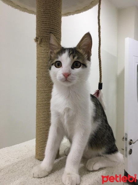 Tekir Kedi, Kedi  DOBBY fotoğrafı