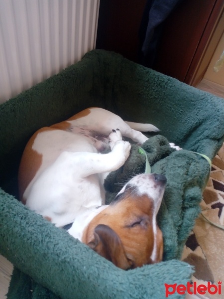 Jack Russell Terrier, Köpek  Fındık fotoğrafı