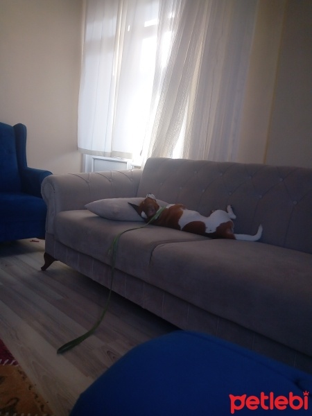 Jack Russell Terrier, Köpek  Fındık fotoğrafı