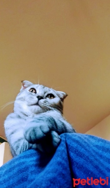 Scottish Fold, Kedi  Gümüş fotoğrafı