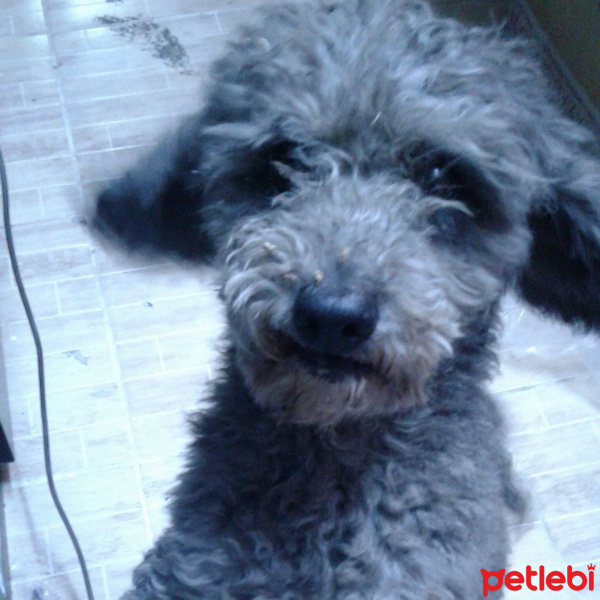 Poodle (Minyatür Kaniş), Köpek  Zeytin fotoğrafı