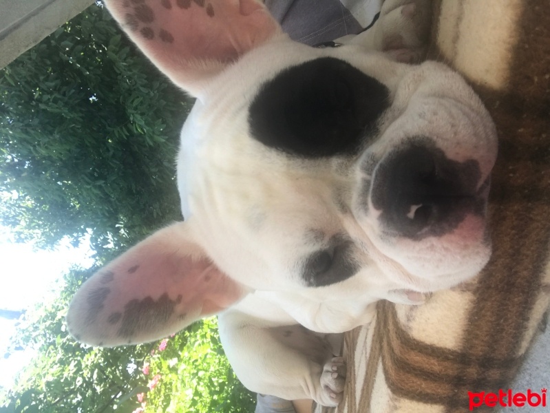 Fransız Bulldog, Köpek  Maya fotoğrafı