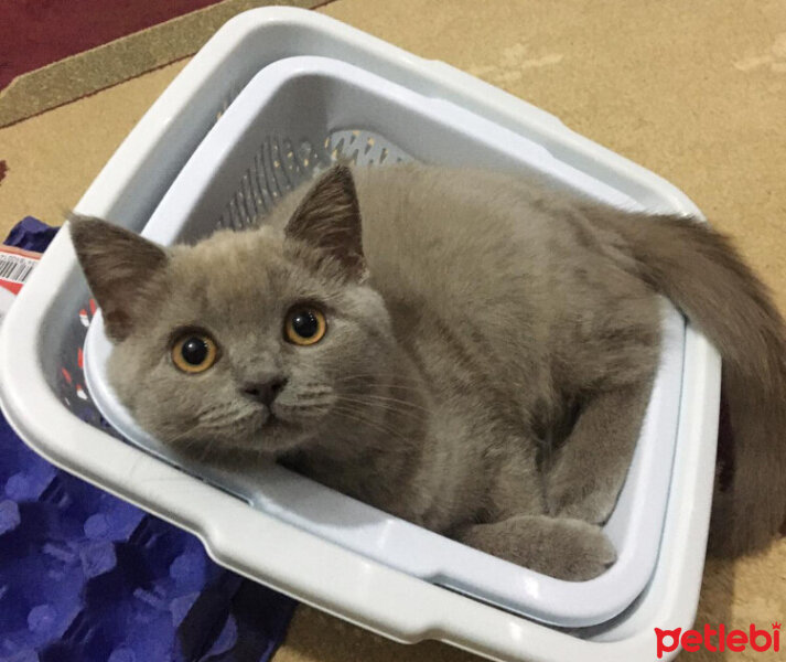 British Shorthair, Kedi  Sasha fotoğrafı