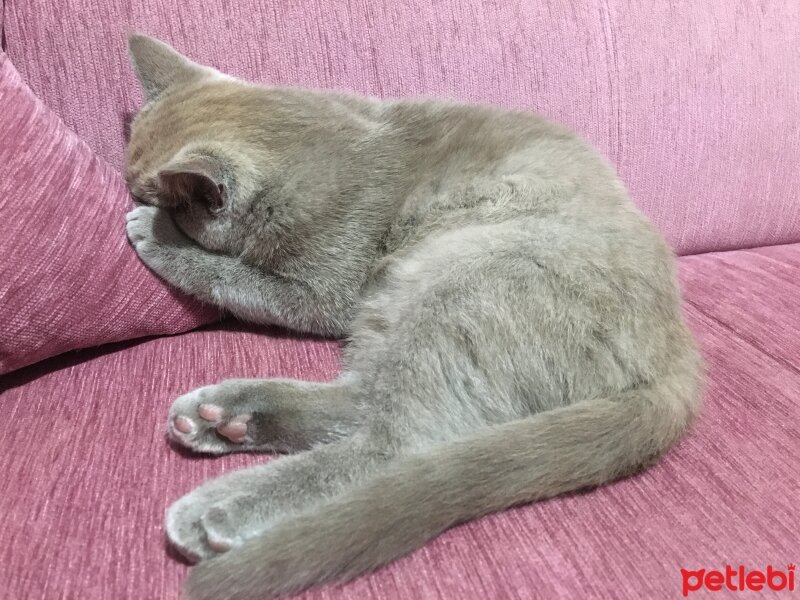 British Shorthair, Kedi  Sasha fotoğrafı