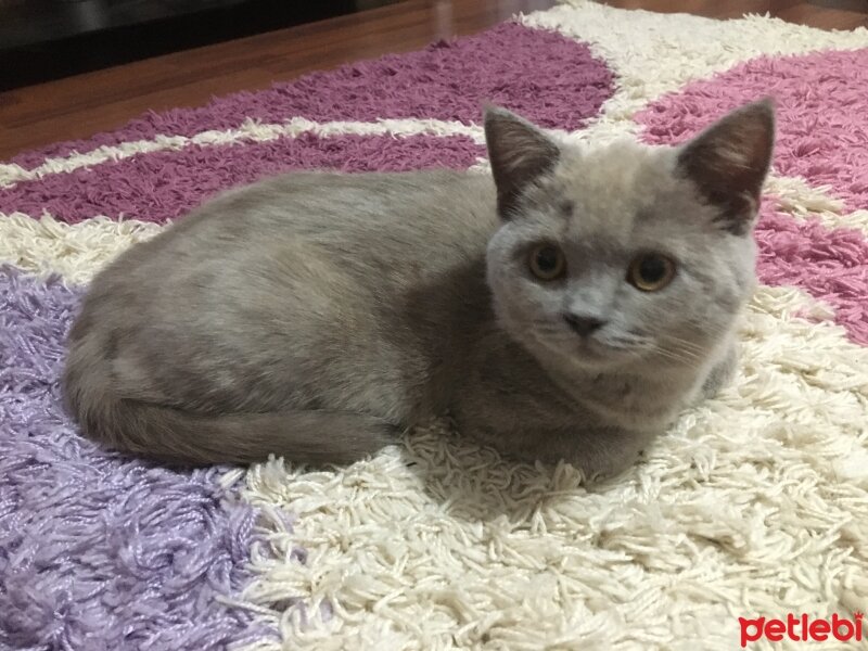 British Shorthair, Kedi  Sasha fotoğrafı