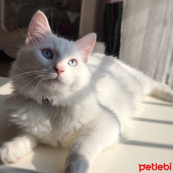 Van Kedisi, Kedi  BULUT fotoğrafı